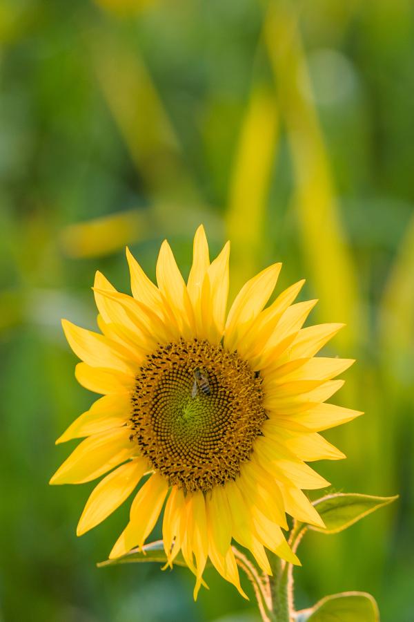 Tournesol