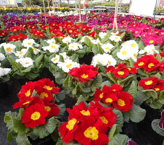 le printemps frappe à la porte