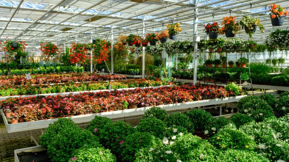 Jardin plantes