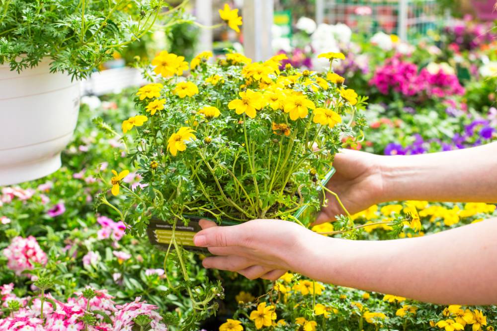 Achat plante à Rosheim