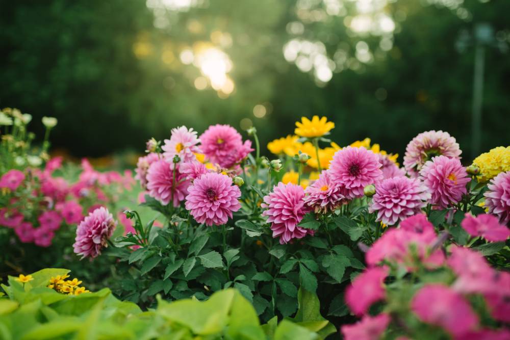 Fleurs à Rosheim