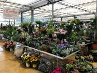 Jardinerie à Rosheim